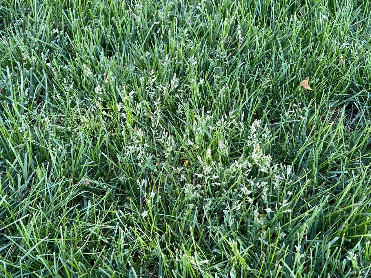 Annual bluegrass seedheads in a lawn.jpg